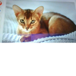 amazing kittie Group