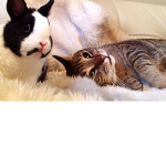 The Cute Cats and Kittens and Bunnies Alike
