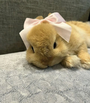 Join if you love bunny’s