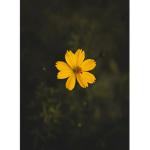 2H