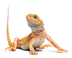 lizard home.