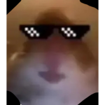 CULT OF THE HAMSTER