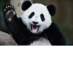 Panda Play House!!