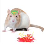 Rat army/military