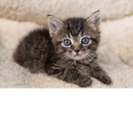 Kittens Forever!