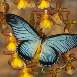 Blue Butterfly fan group