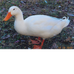 duckins donuts
