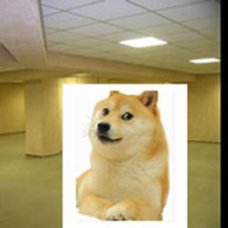 the dogerooms beta