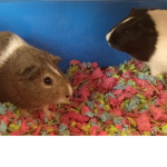 Guinea Pi-i gs united :> :3