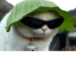✶ - SpaceCats - ✶