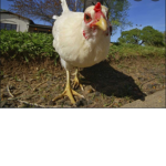 People who love chickens!