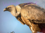 +{ vulture squad }+