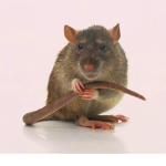 Rat Explorers!