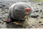 Hot Rat Minions