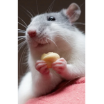 RaTs HapPy pLace