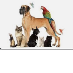 Official pet nation