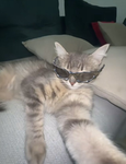 I love cats so much ok