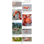 A different flamingo fan base
