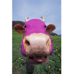 Pink cow1Pink10234