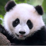 .Panda Group.