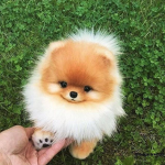 The White Pomeranians