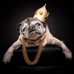 The Pug Council