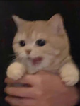 貓貓粉絲團