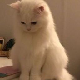 ✧