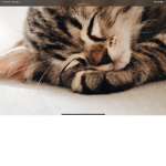 It’s a cat meow