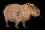 capybara on Roblox