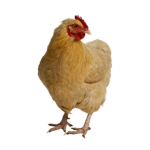 The Rooster Tribe