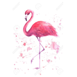 The Flamingo Pirates