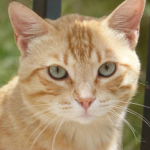 - Tropa dos Gatos -