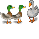 Duck Duck Goose Clothing