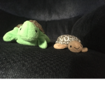 Turtles are the cutest