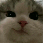Cat na sh