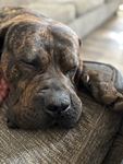 Cute pups or dogs you have