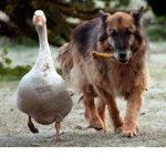 Team Goose and Friends