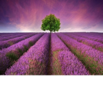 Lavender Sweets
