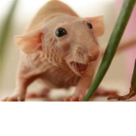 Do0kie