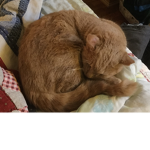 Fluffy-the cat