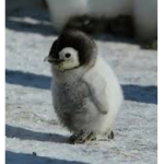 Penguin Family!!!!