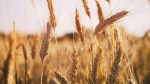 farmfarmfarm