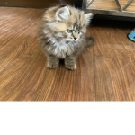 THE BIG FLUFFYS