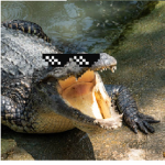 Reptile Gang!!