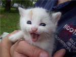 the kittens