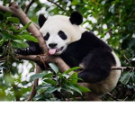Panda Squad 4-life
