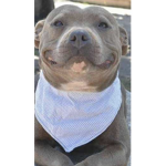 Pitbull supporter Group