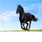 Horse People Horse ###### and Horse ######