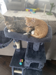 Lovekitteys